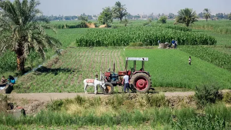 الفدان وصل 125 ألف جنيه.. أرقام صادمة لأسعار إيجارات الأراضي الزراعية في مصر
