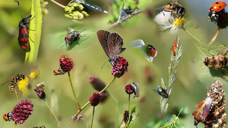 تقرير: تراجع انتشار الحشرات في العالم يُهدد بكارثة بشرية